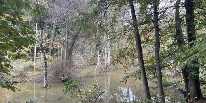The featured photo for Beaver Habitat