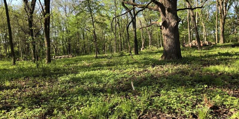 The featured photo for McFarland Park timber stand improvement