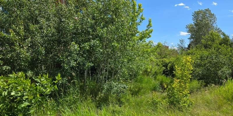 The featured photo for Mandeville Creek @ MSU