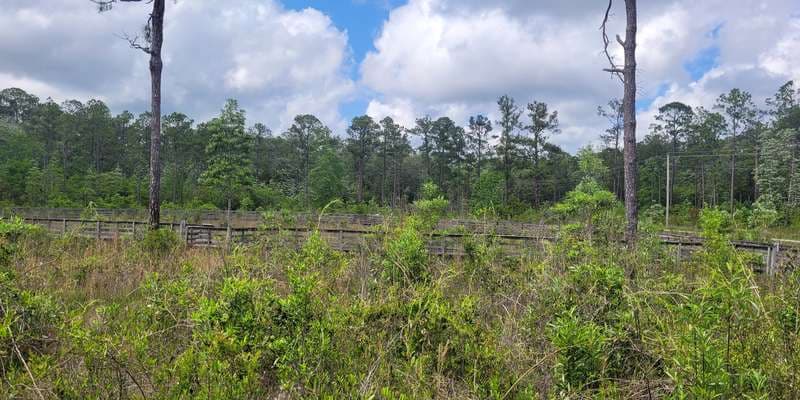 The featured photo for Weeks Bay Reserve Pitcher Plant Bog