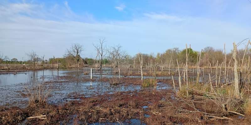 The featured photo for Osage Park Wetland