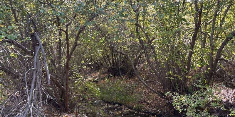 The featured photo for Dry Creek-Station 10