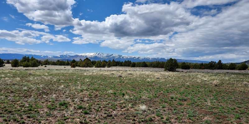 The featured photo for Barrel Springs Geophyte Investigations