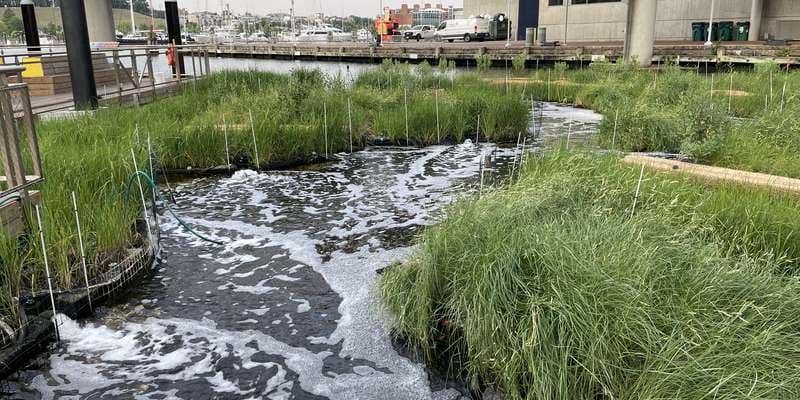 The featured photo for National Aquarium Harbor Wetland