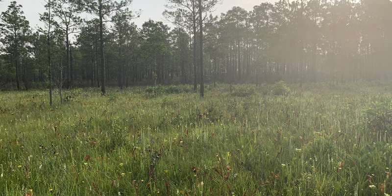 The featured photo for Pitcher Plant Bog, Turkey Creek Unit