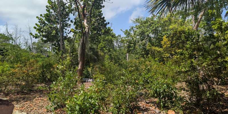 The featured photo for Deerfield Island Park Pollinator Garden