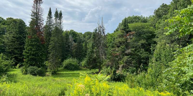 The featured photo for Arboretum