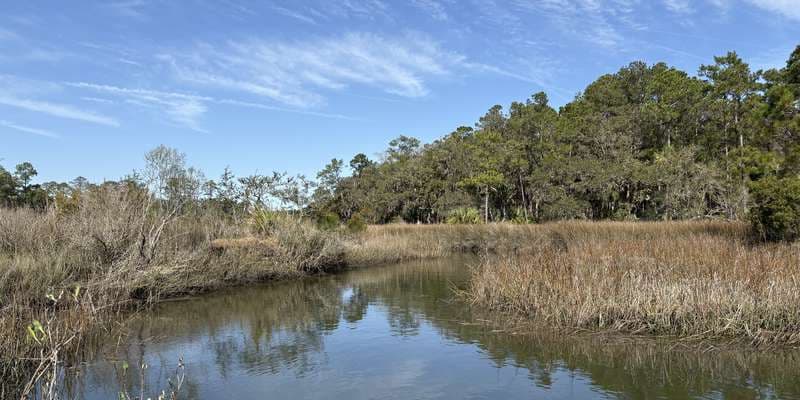 The featured photo for Living Shoreline