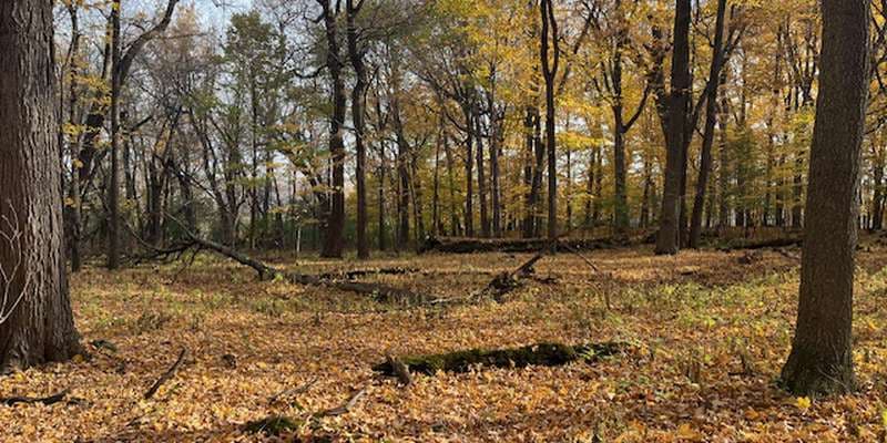 The featured photo for Carver Park Reserve – Shutz Lake Reforestation