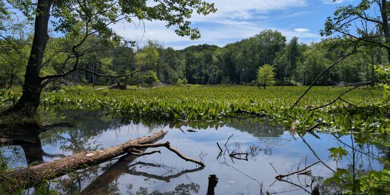 The featured photo for SCNC Claypit Pond