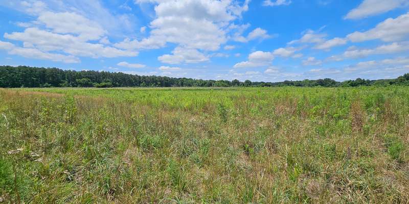 The featured photo for Tuckahoe Wetlands