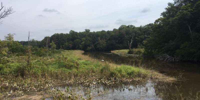 The featured photo for Mattaponi Creek