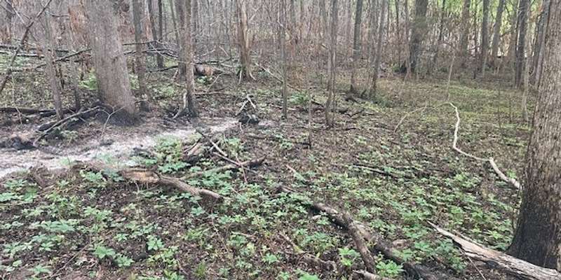 The featured photo for Forest Management