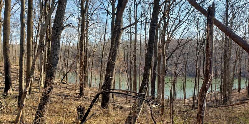 The featured photo for Wildfire Area