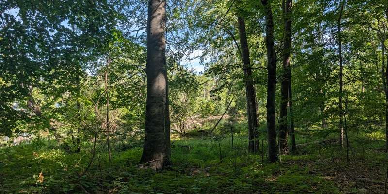 The featured photo for Campus Natural Area | Sanford