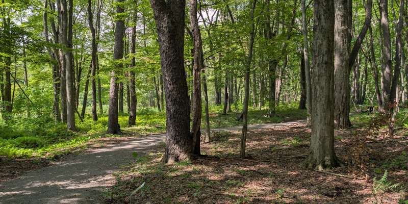 The featured photo for Woodland Garden- South