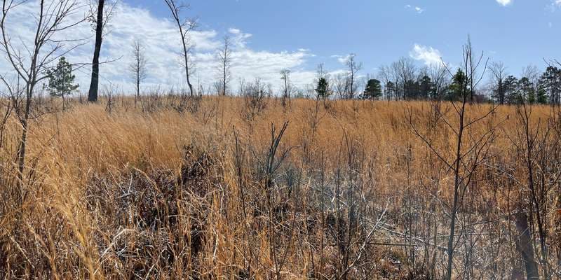 The featured photo for Buffalo Creek Preserve