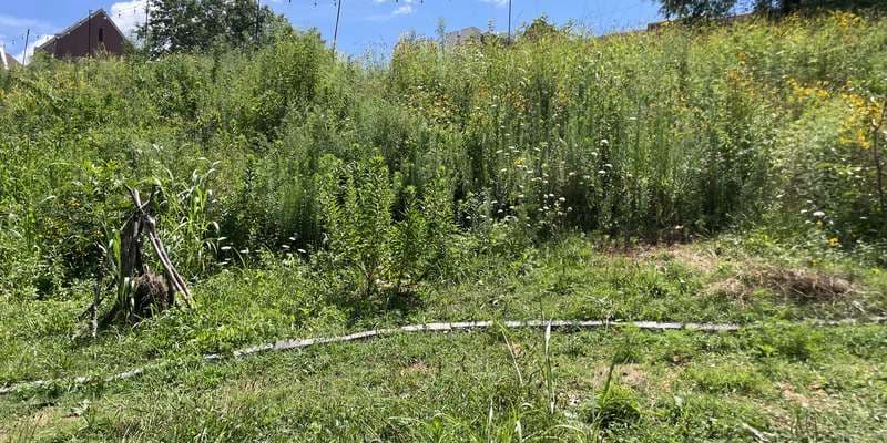 The featured photo for Grow Lab Meadow