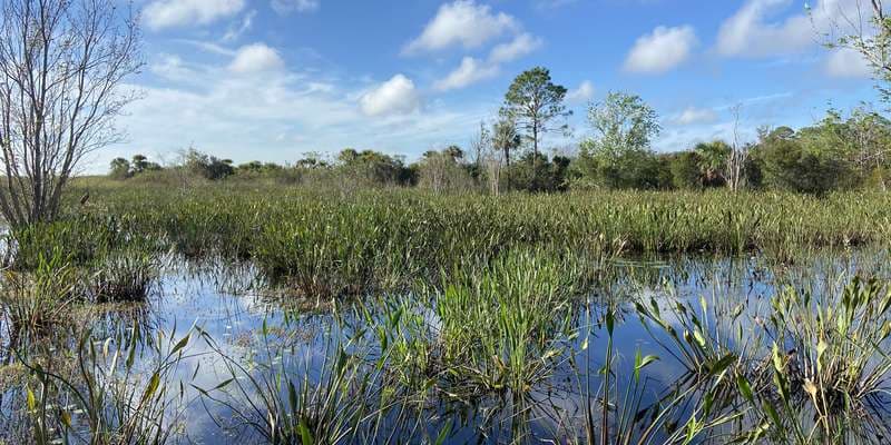 The featured photo for CREW Marsh Trails Boardwalk