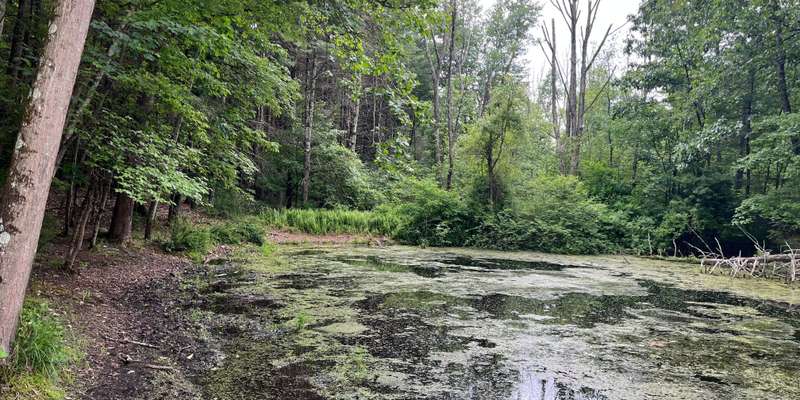 The featured photo for Swink Pond