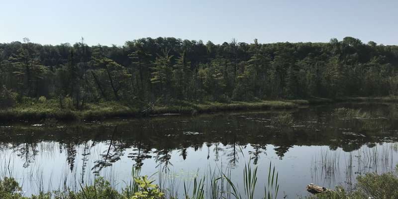 The featured photo for The Marsh Trail
