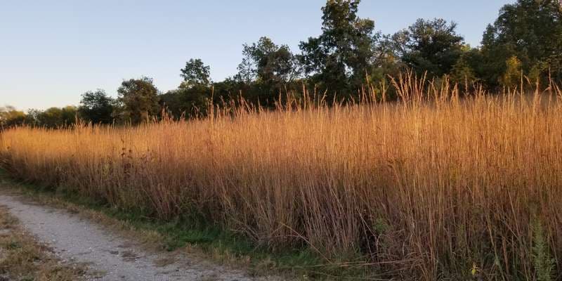 The featured photo for Oak Savanna Trail