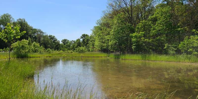 The featured photo for Forrest Woods / Forder Bridge Wetland Restoration