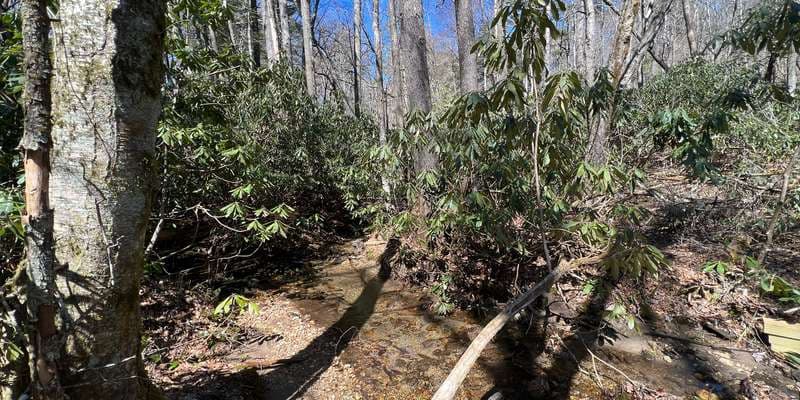 The featured photo for Clear Creek at Brushy Face Preserve