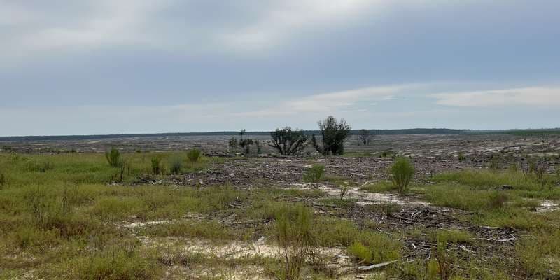 The featured photo for Econfina Rd- Sandhill Restoration South of Rattlesnake Lake