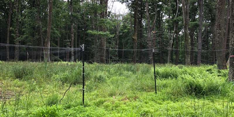 The featured photo for Young Trees