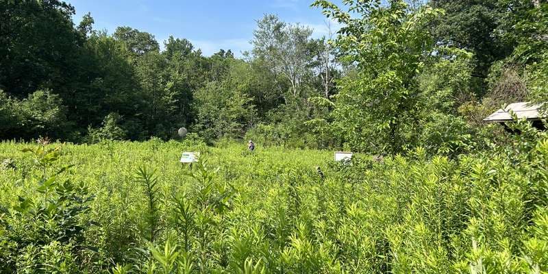 The featured photo for Wildflower & Forest Preserve - Wildflower Meadow