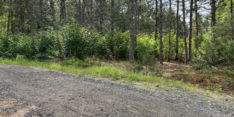 The featured photo for Lavoie Bike Park Knotweed Patch