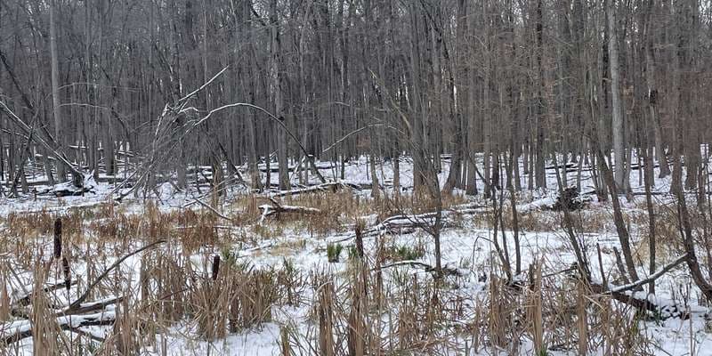 The featured photo for Vernal Pool Overlook