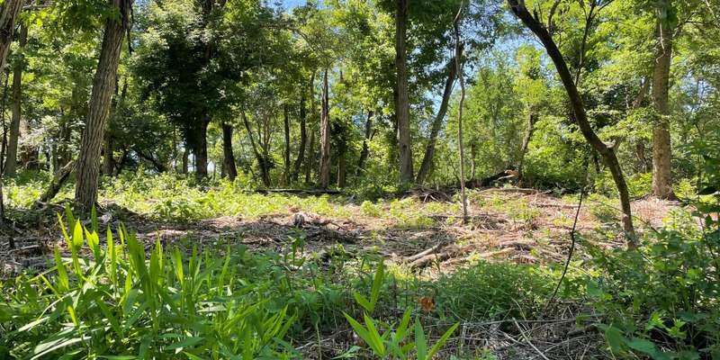 The featured photo for Cliff Cave Woodland Restoration