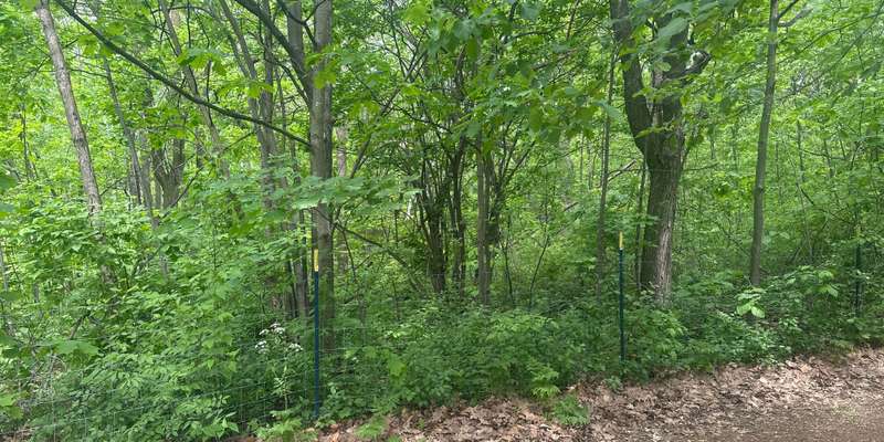 The featured photo for PMR108-Entrée de la forêt du sommet