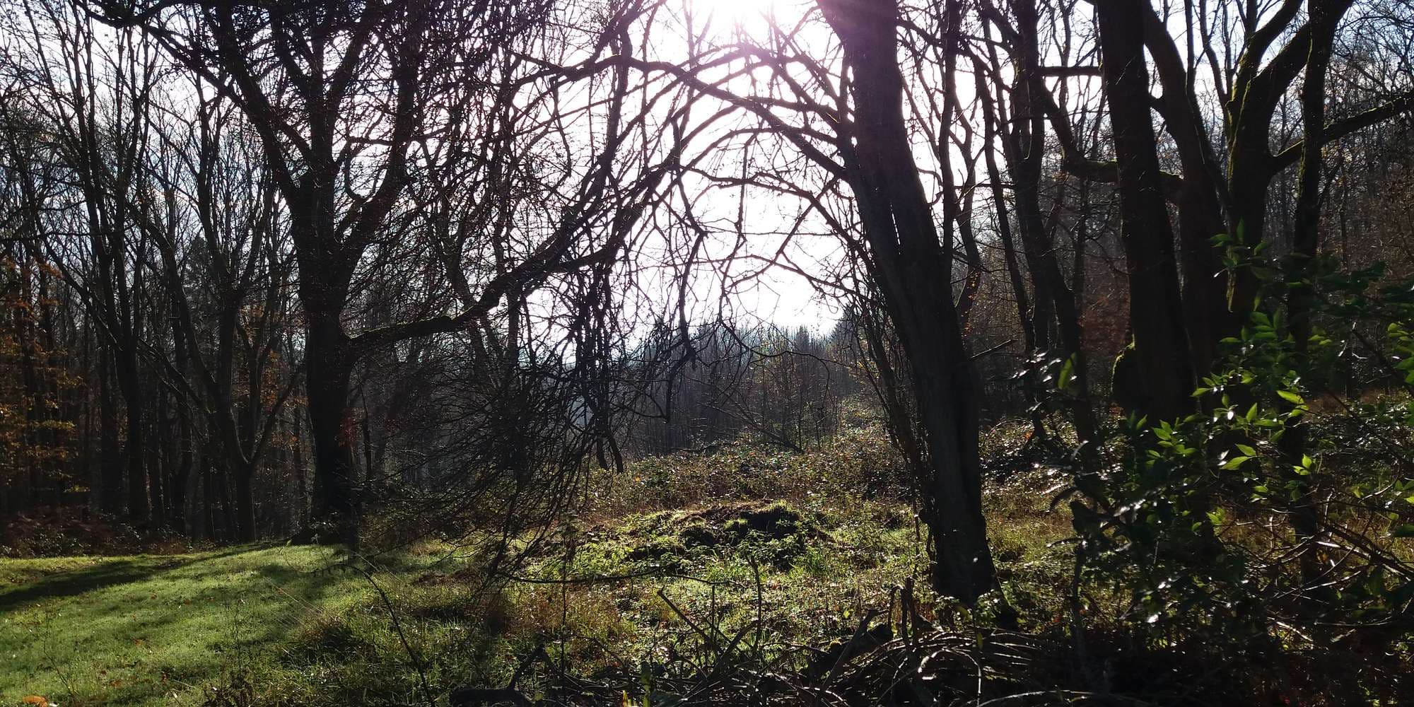 First image to compare