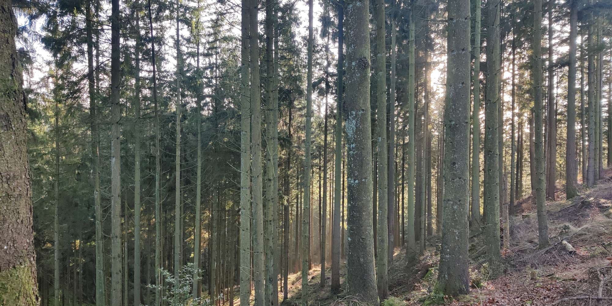 Second image to compare