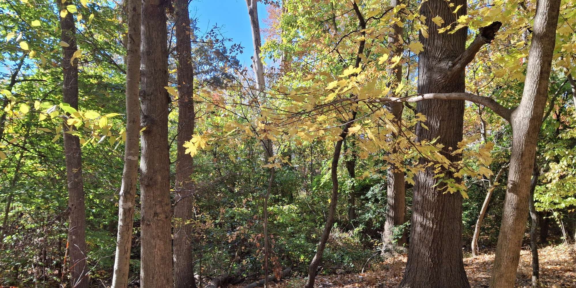 Second image to compare