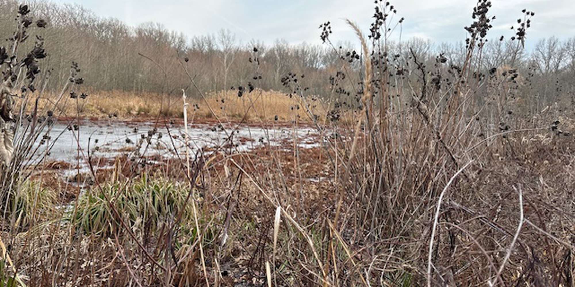 Second image to compare