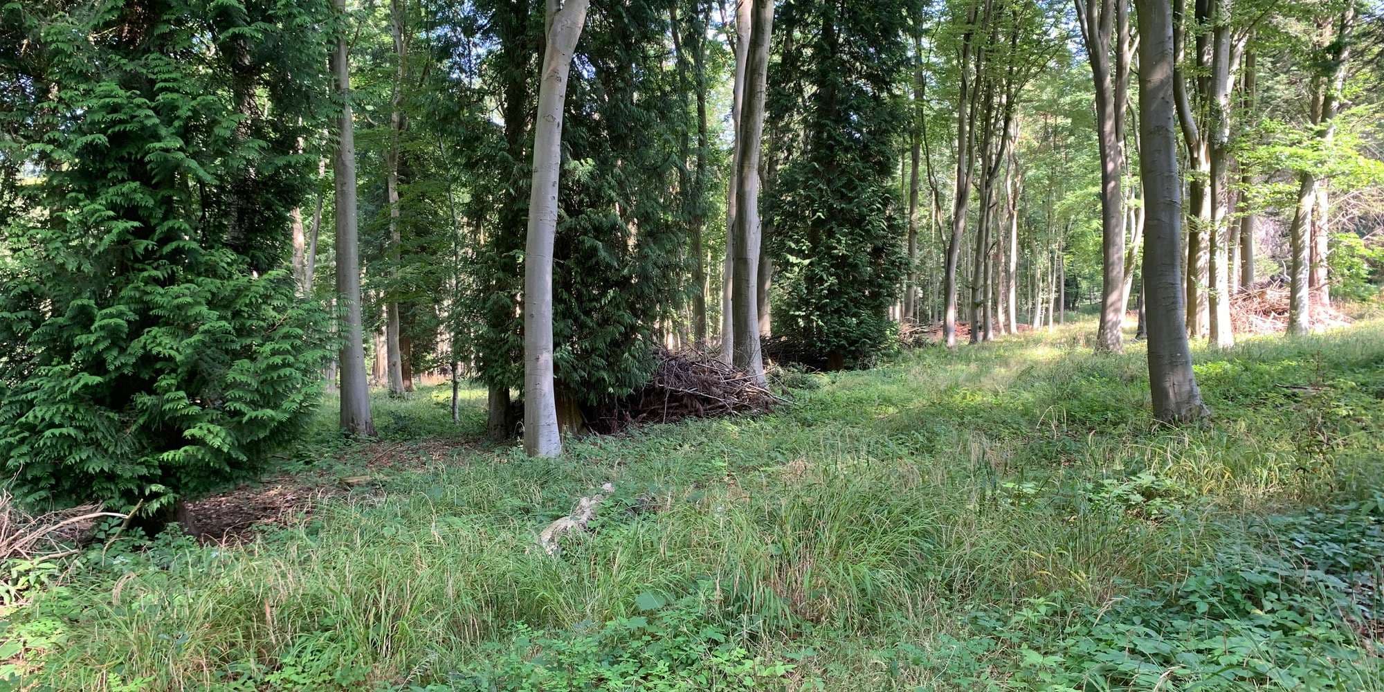 Second image to compare