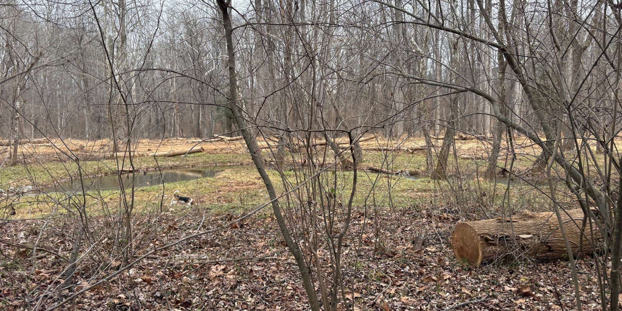 Second image to compare