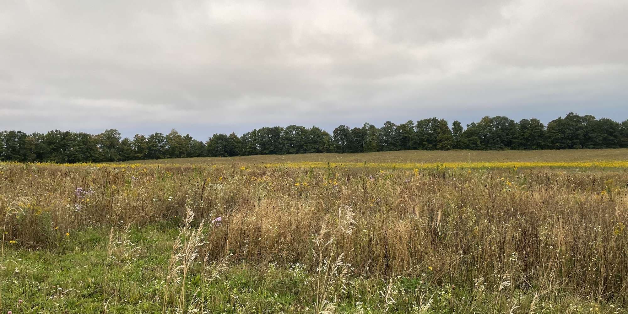 Second image to compare