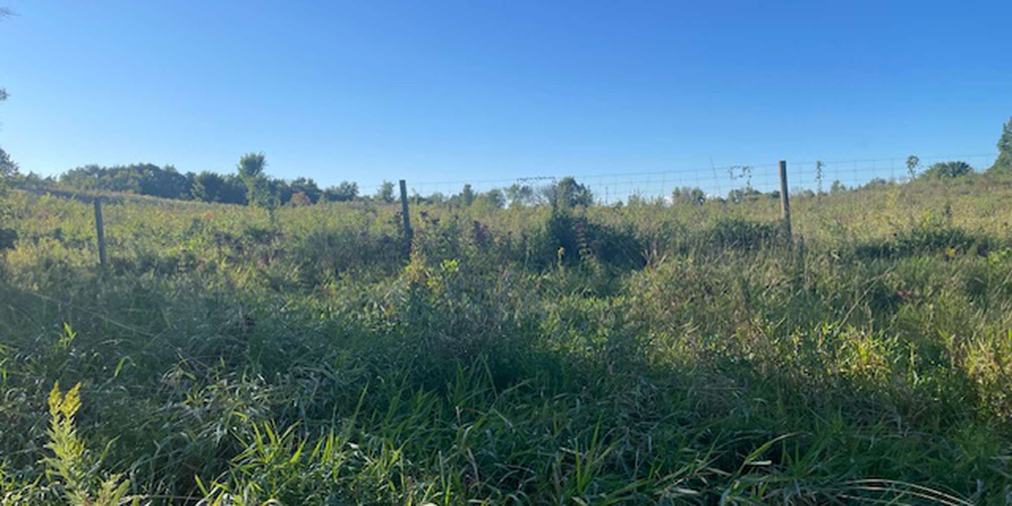 Second image to compare