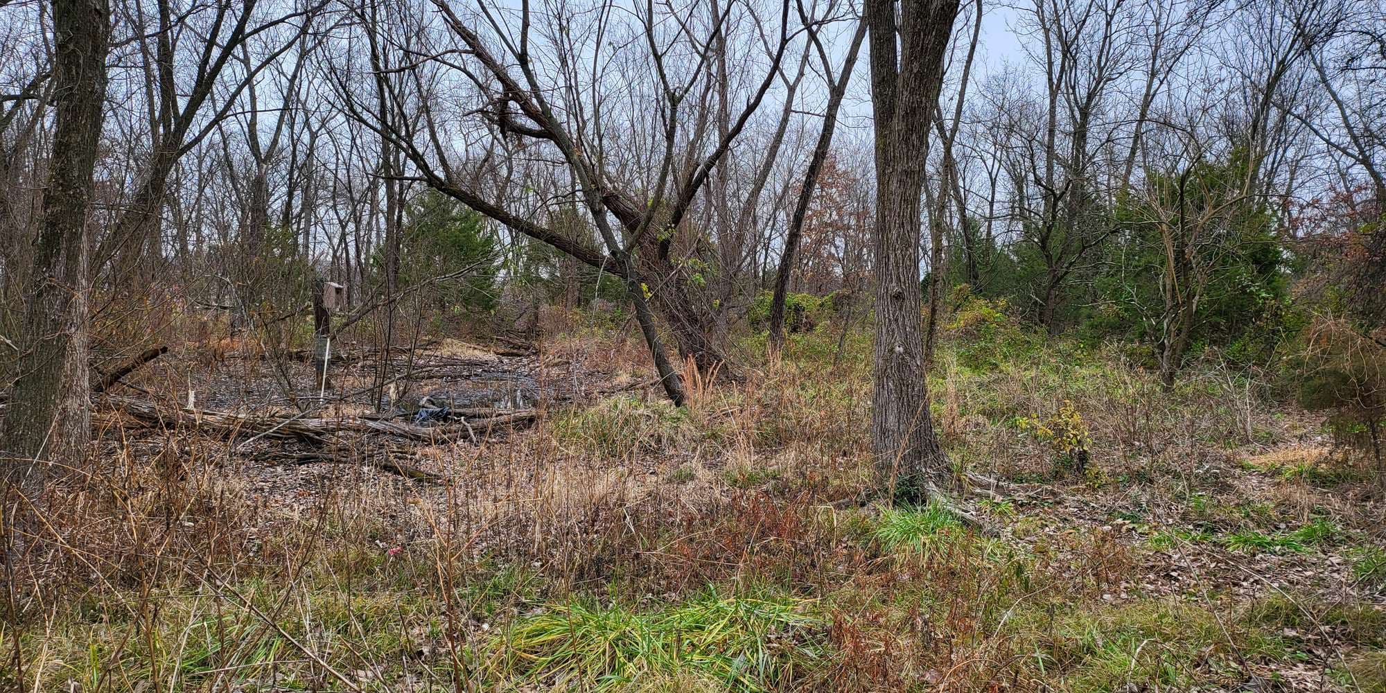 Second image to compare