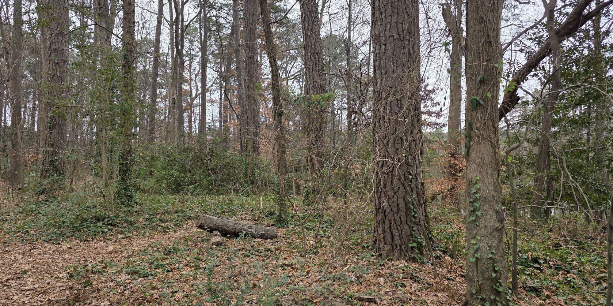 Second image to compare