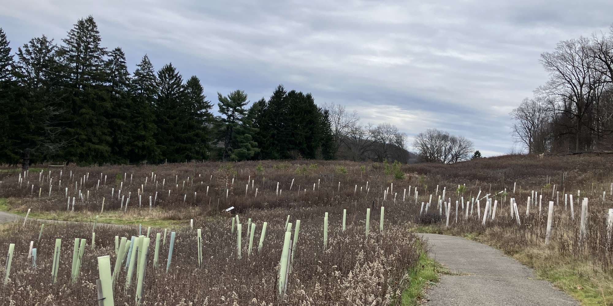 Second image to compare