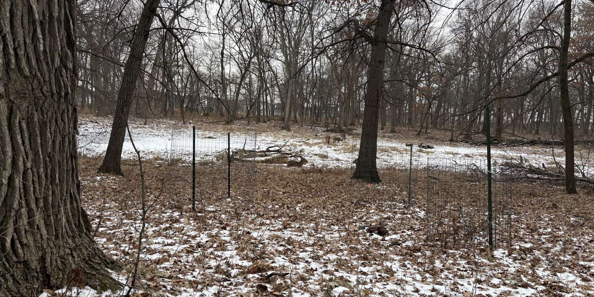 Second image to compare