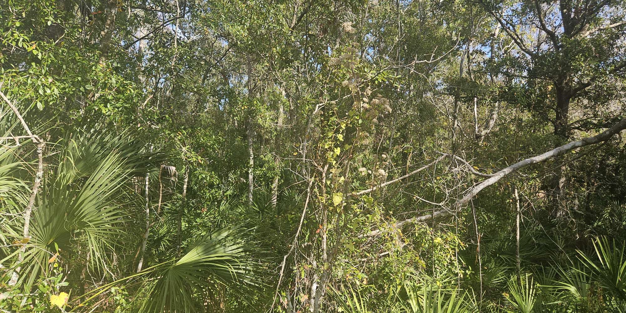 Second image to compare