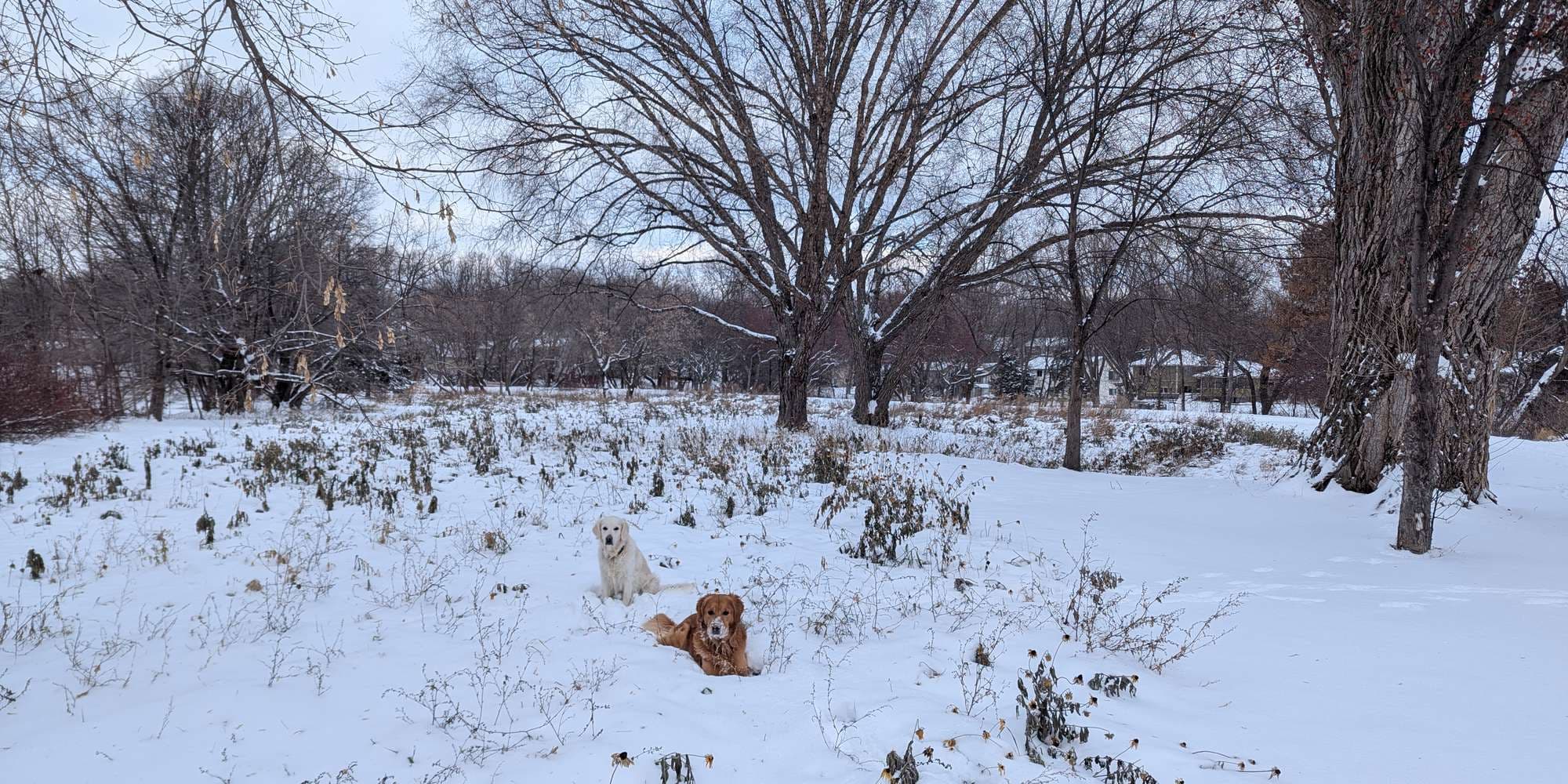 Second image to compare