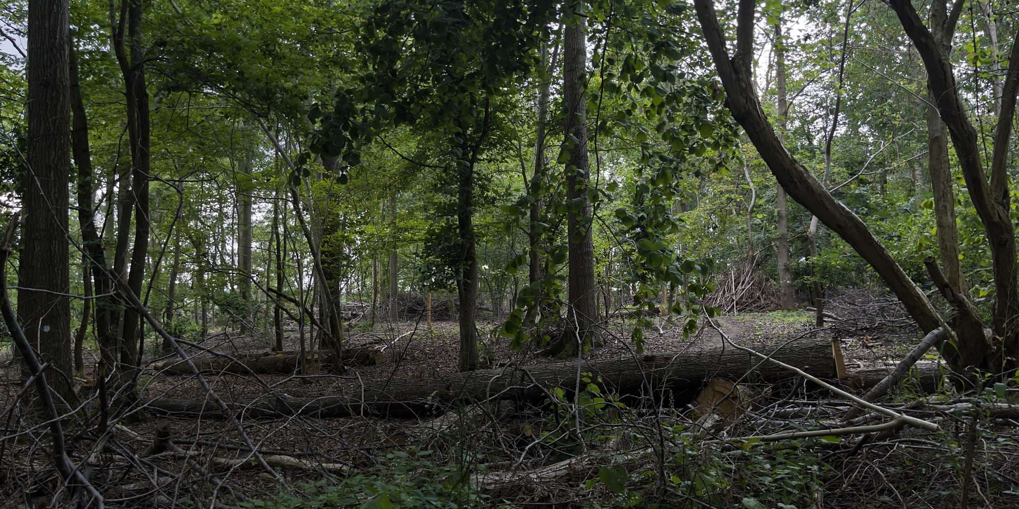 Second image to compare